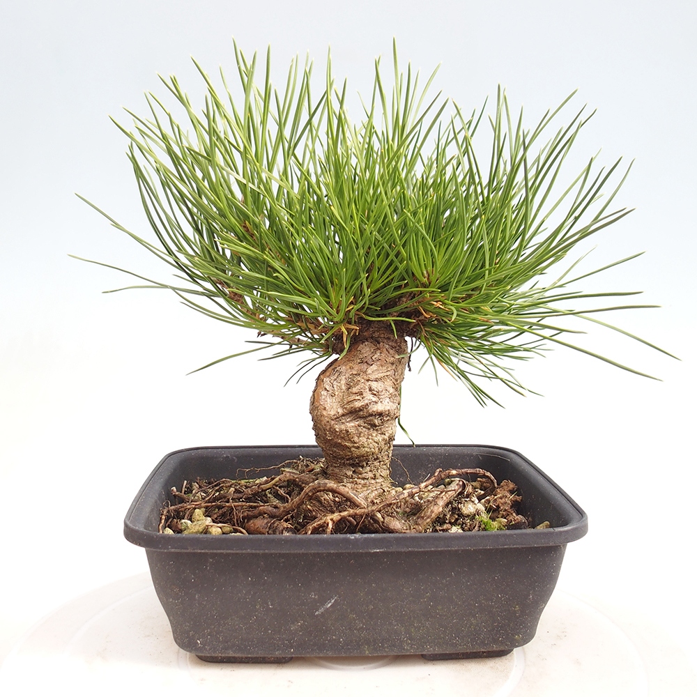 Bonsai da esterno - Pinus thunbergii - Pino di Thunberg