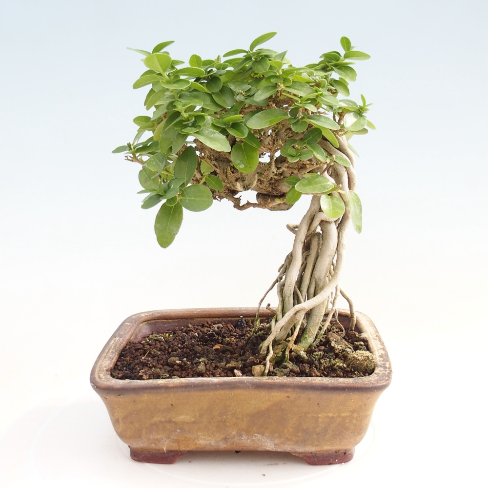 Bonsai da interno - Premna serratifolia - Kozlovna malolista