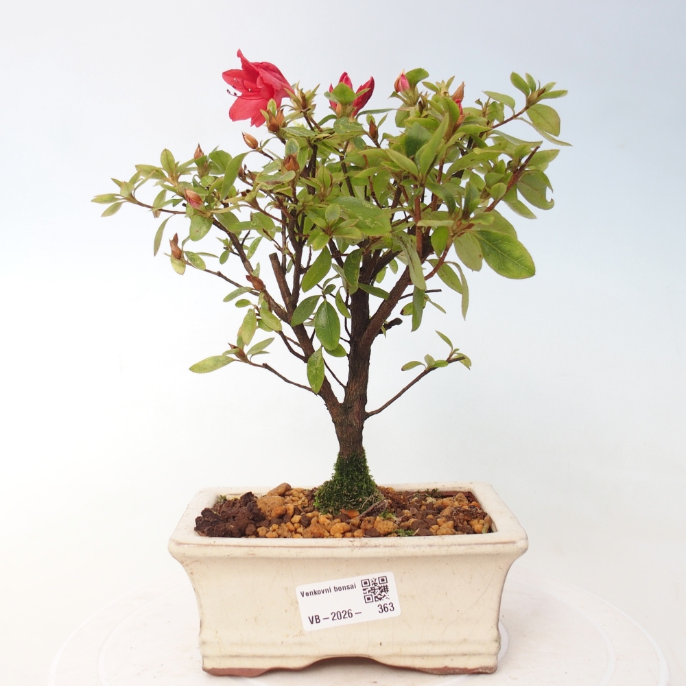 Bonsai da esterno - Azalea giapponese - Azalea sp.