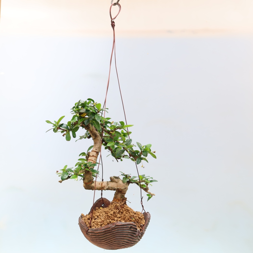 Kokedama in ceramica - Tea-fuki - Carmona macrophylla