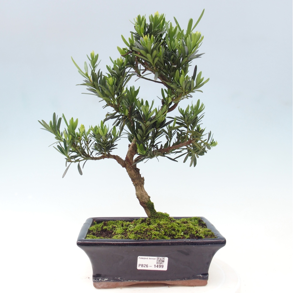Camera bonsai - Podocarpus - Tasso delle pietre