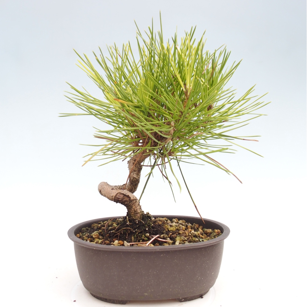 Bonsai da esterno - Pinus thunbergii - Pino di Thunberg