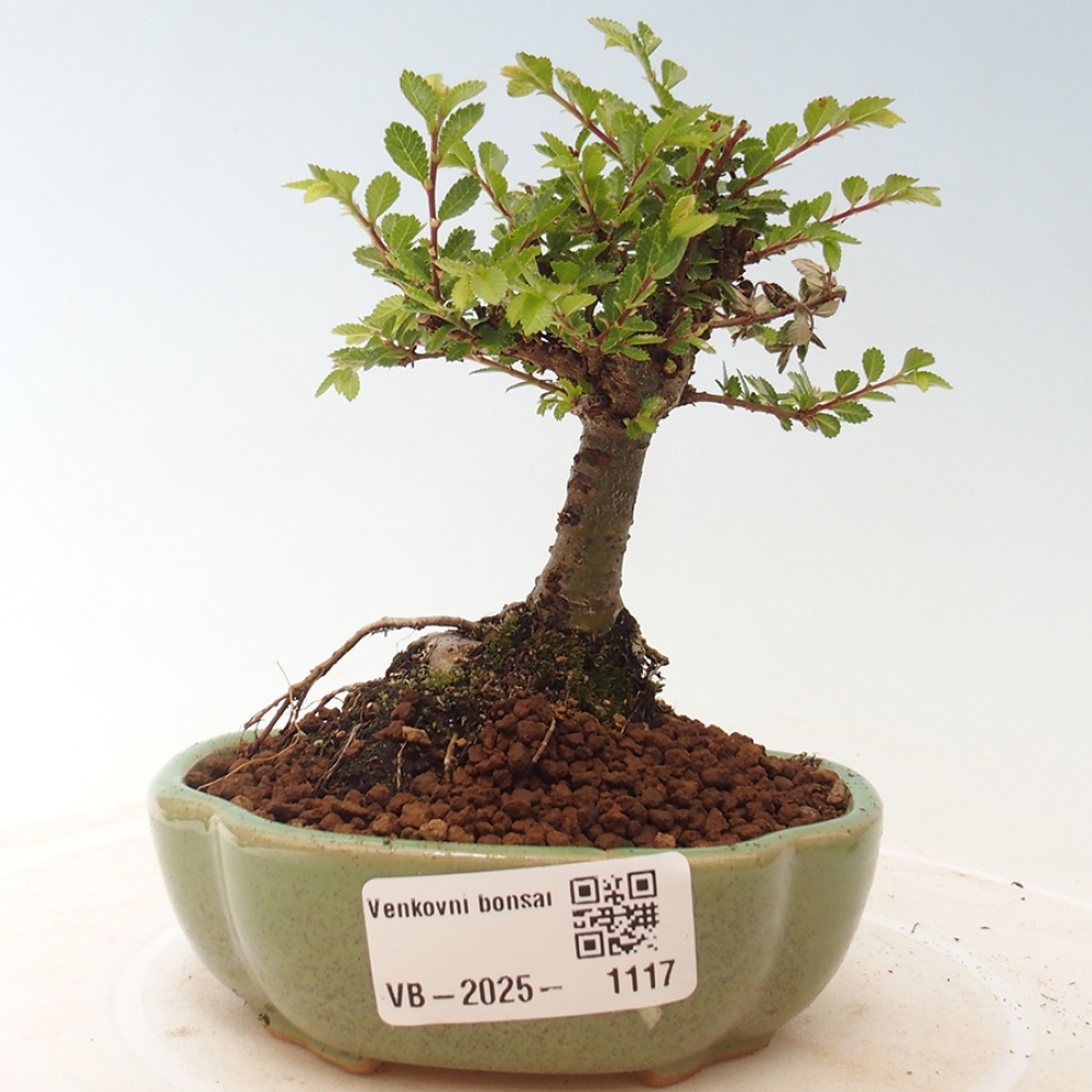 Bonsai da esterno - Ulmus parvifolia Sagei - Olmo a foglie piccole