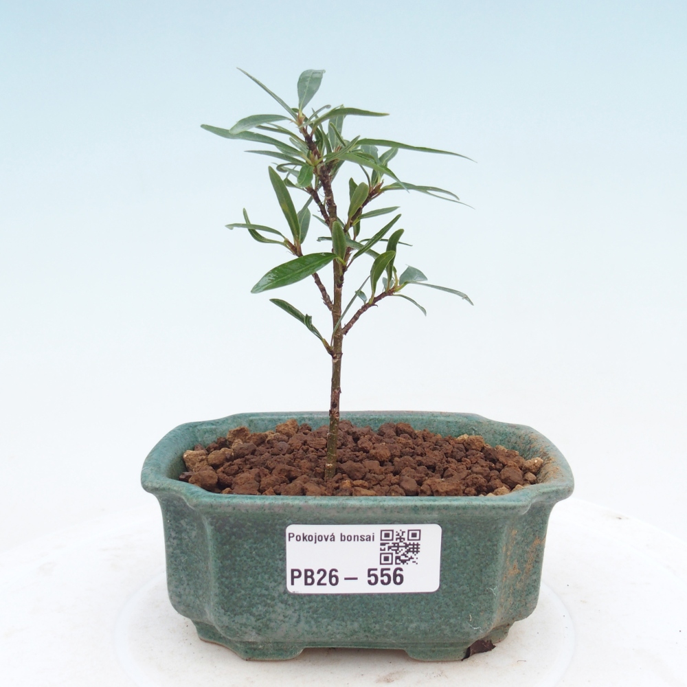 Camera bonsai - Ficus nerifolia - ficus a foglie piccole
