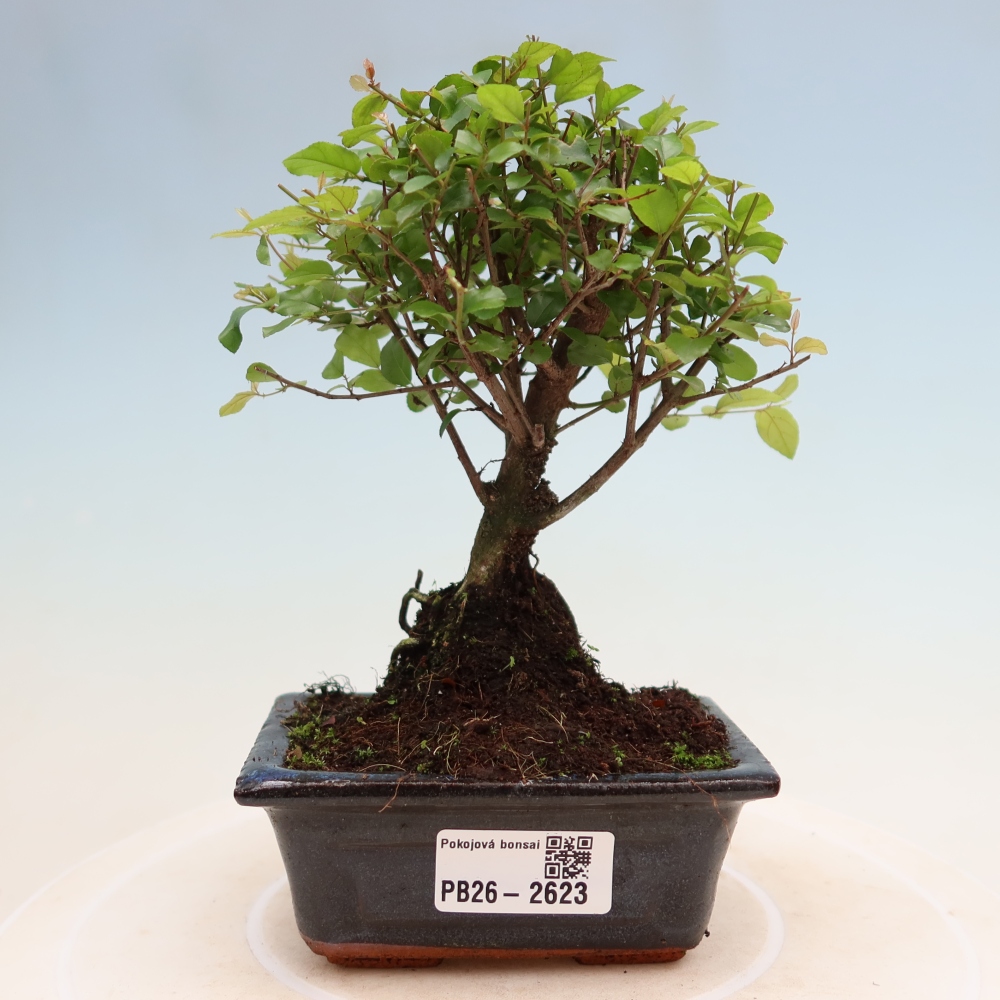 Camera bonsai - Sageretia thea - Sageretia thea