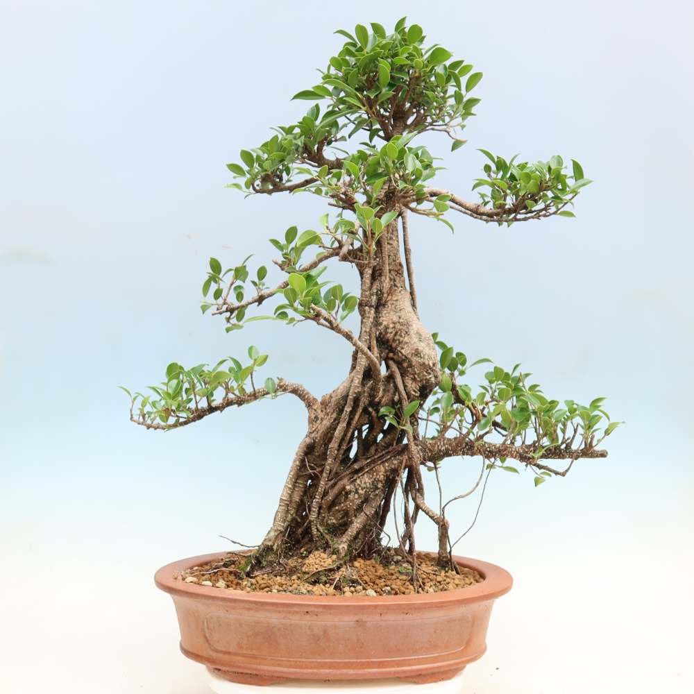 Camera bonsai - Ficus kimmen - ficus a foglie piccole