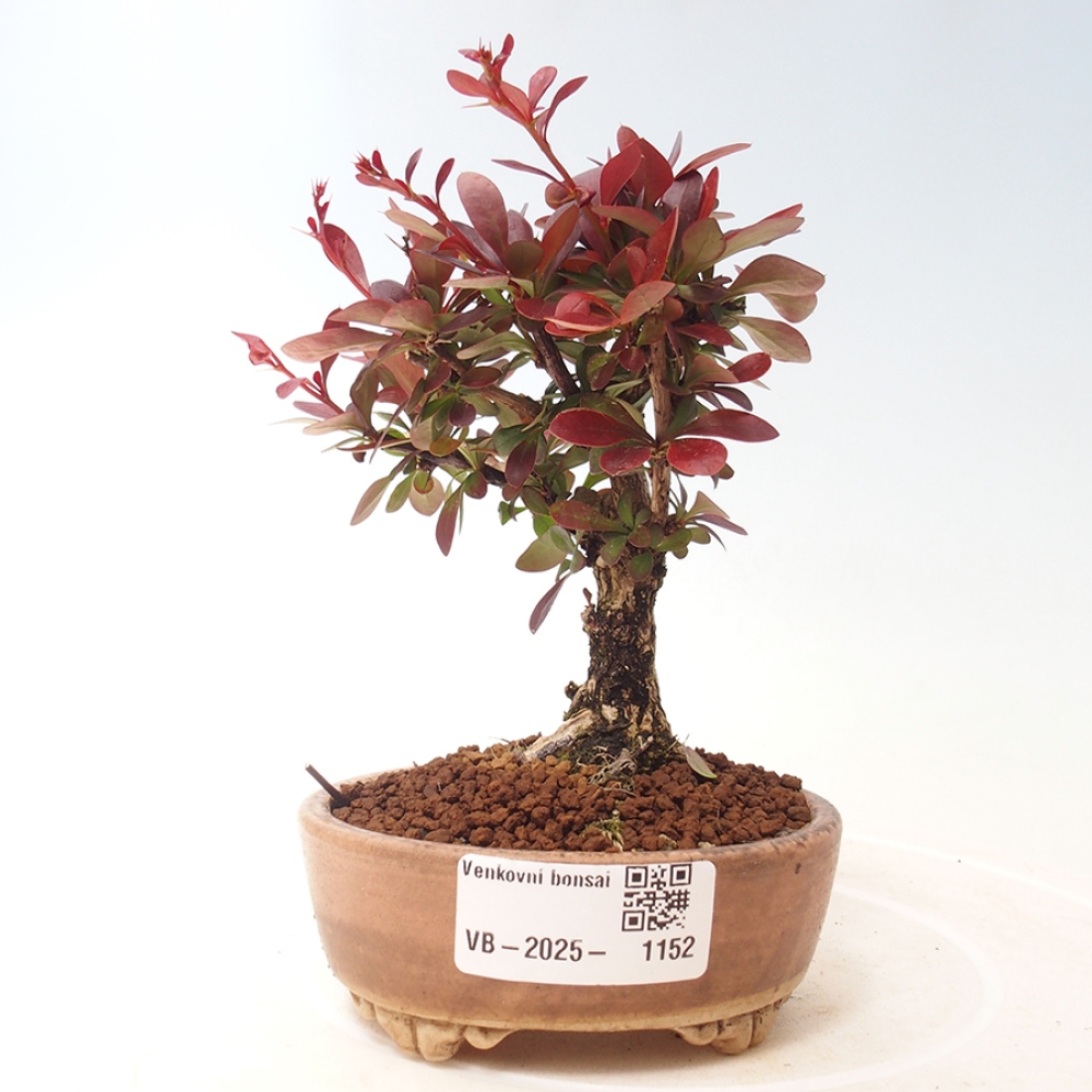 Bonsai da esterno - Berberis thunbergii Kobold
