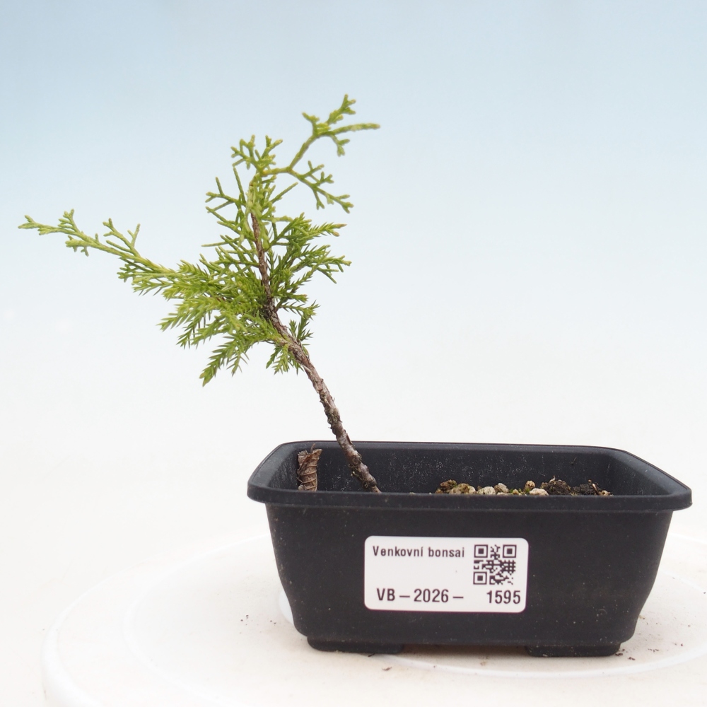 Bonsai da esterno - Juniperus chinensis Itoigawa