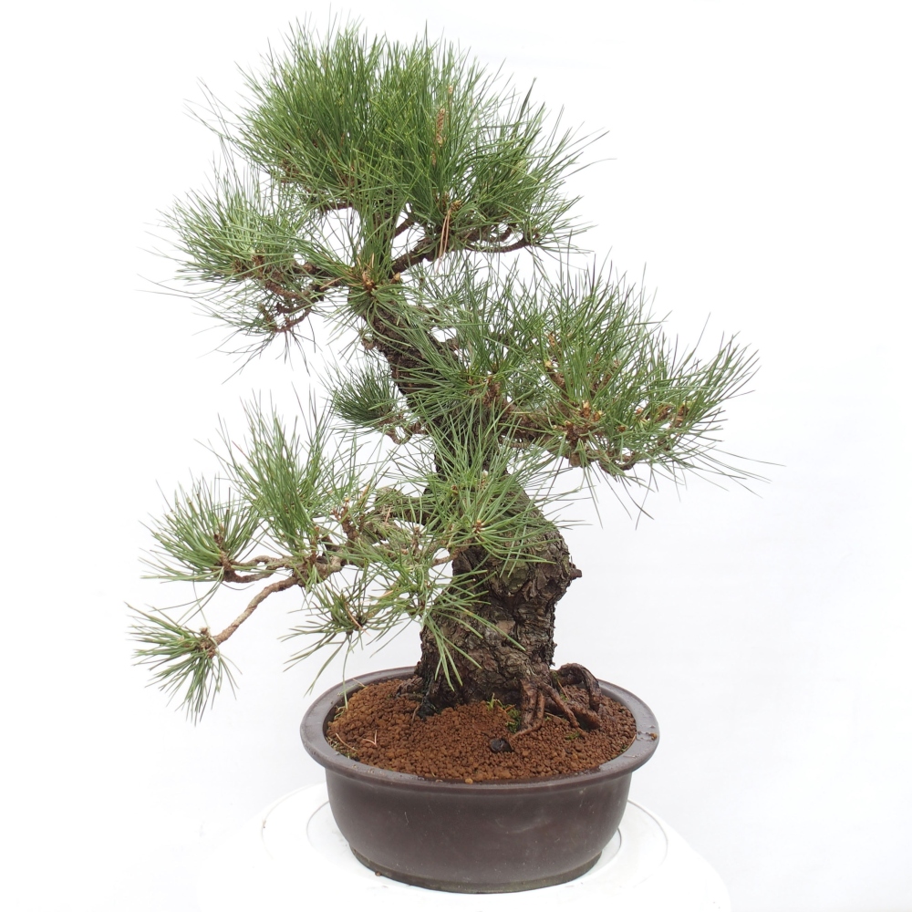 Bonsai da esterno - Pinus thunbergii - Pino di Thunberg