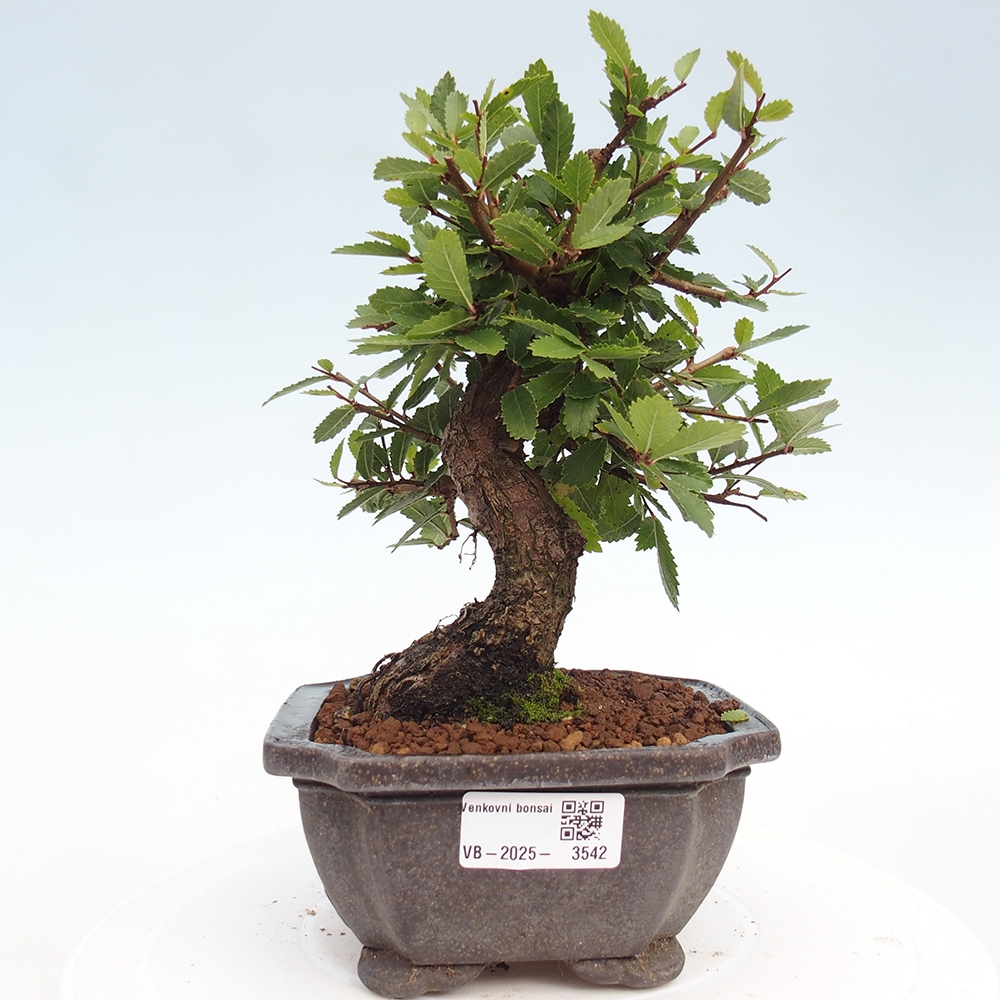 Bonsai da esterno - Zelkova - Zelkova NIRE