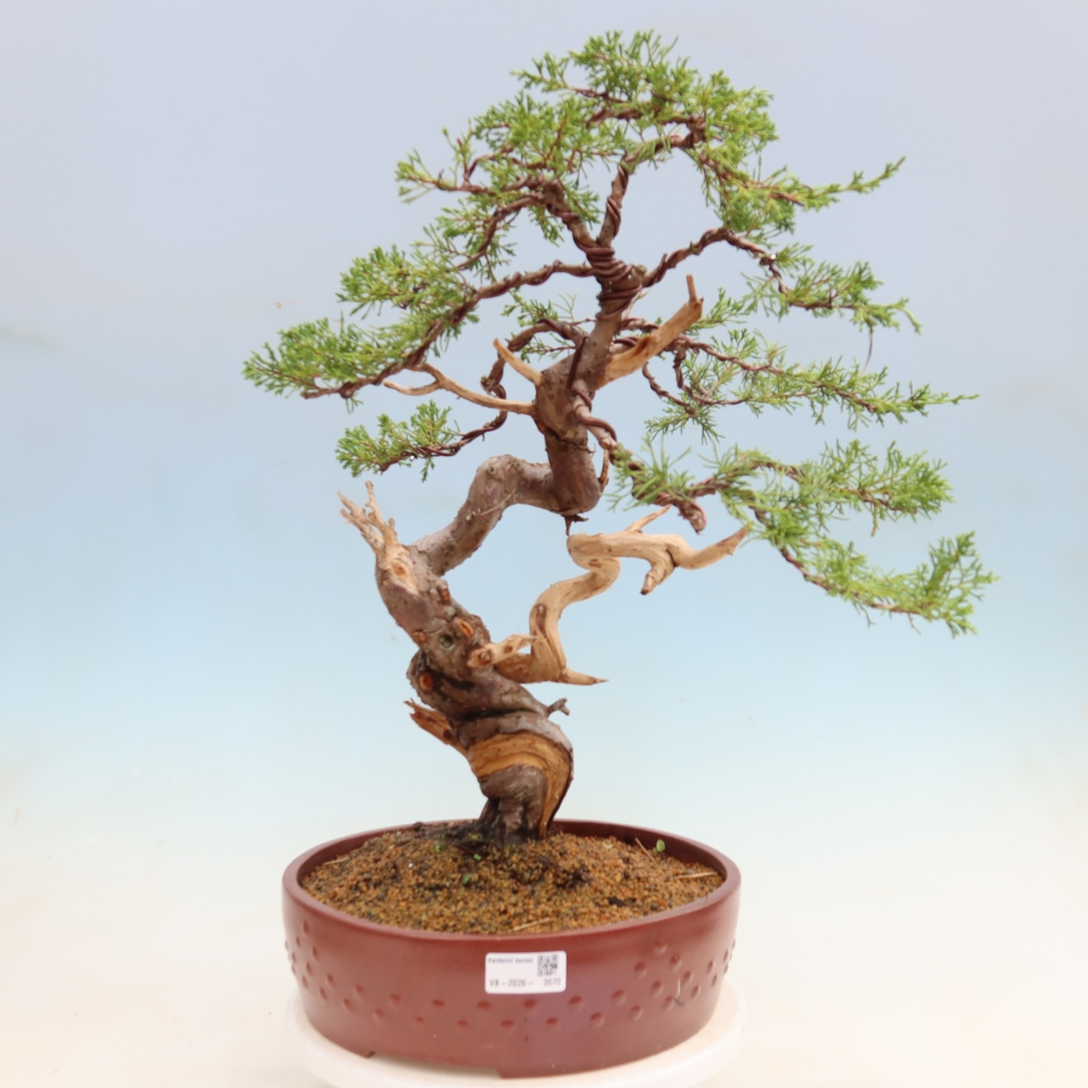 Bonsai da esterno - Juniperus chinensis Itoigawa-Juniperus chinensis