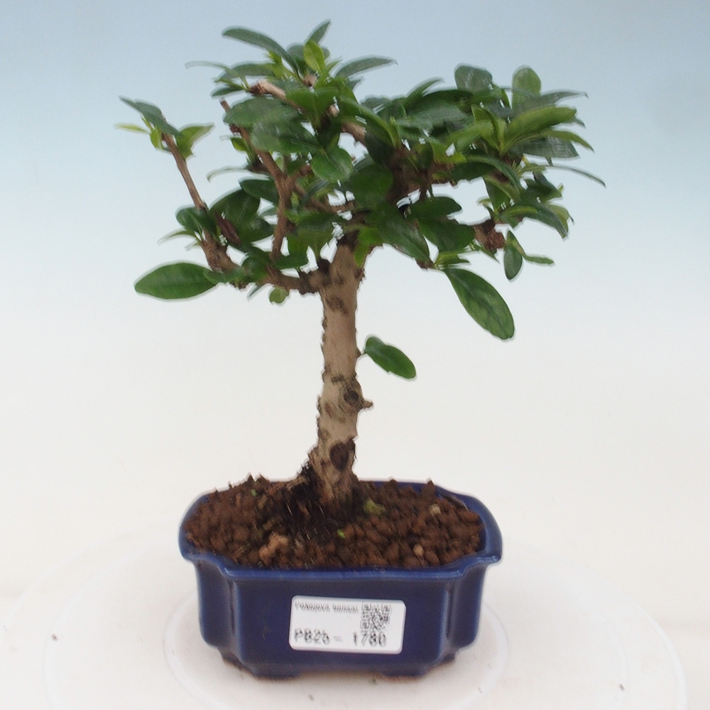 Camera bonsai - Carmona macrophylla - Tea fuki