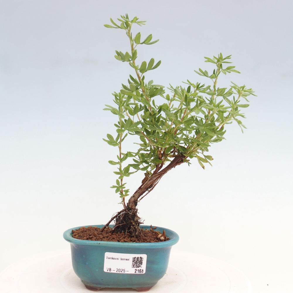Bonsai da esterno - Potentila fruticosa yellow Bird
