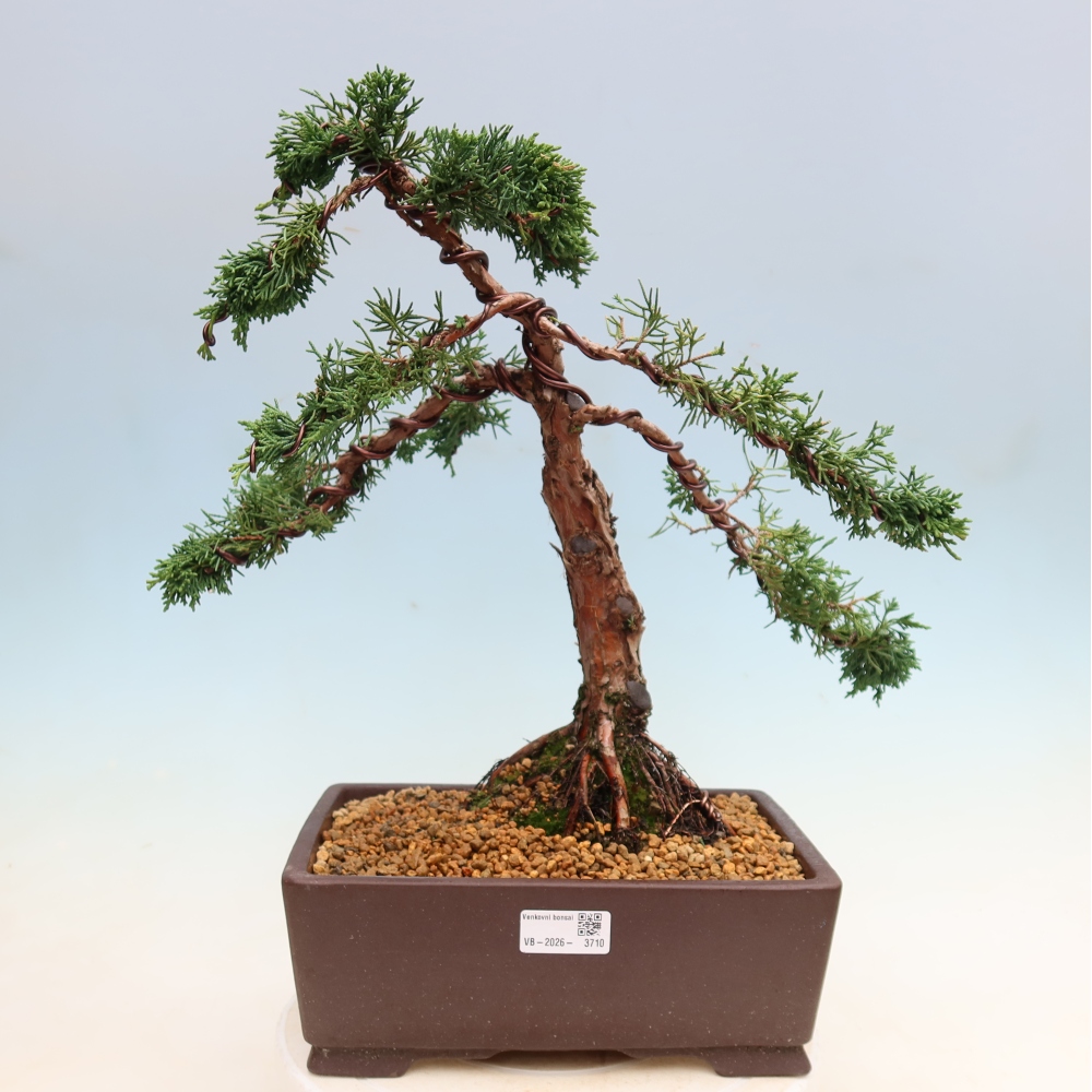 Bonsai da esterno - Juniperus chinensis Kishu
