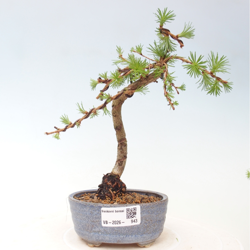 Bonsai da esterno - Larix Kaempferi - Larice giapponese