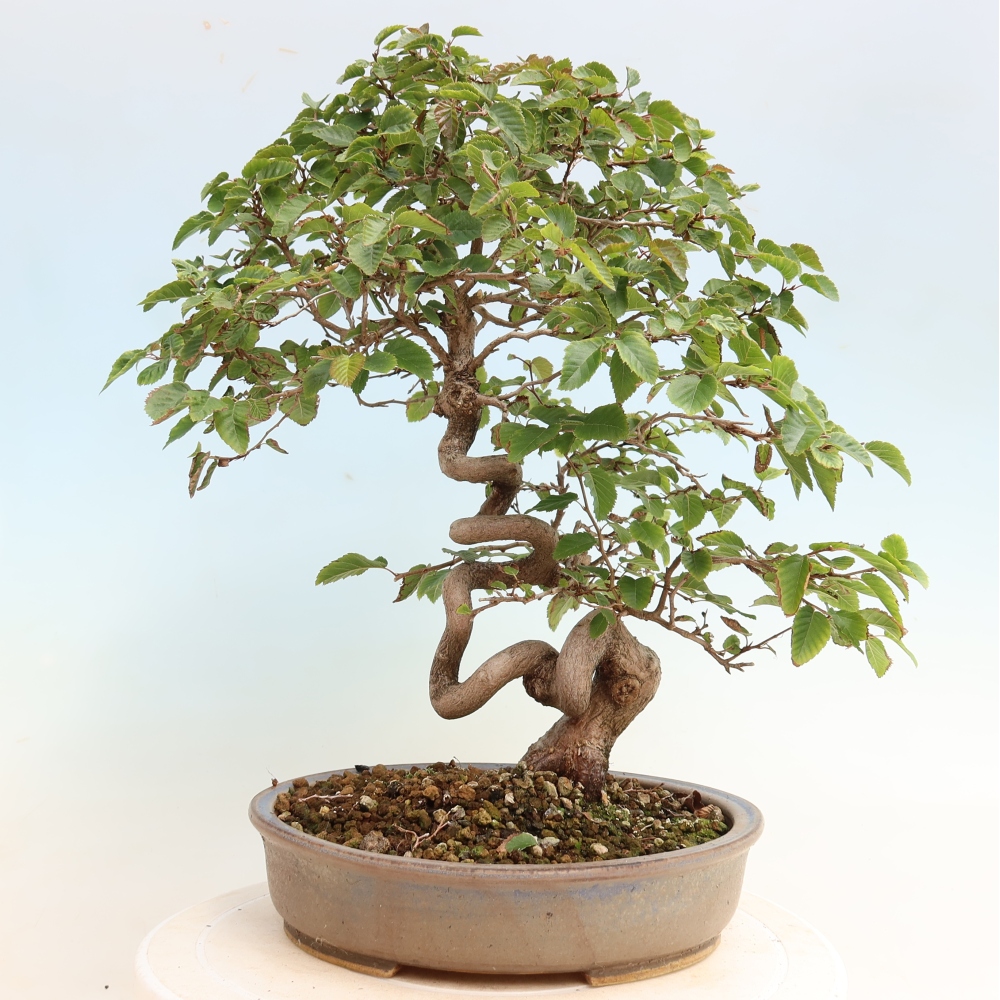 Bonsai da esterno -Carpinus CARPINOIDES - Carpino coreano