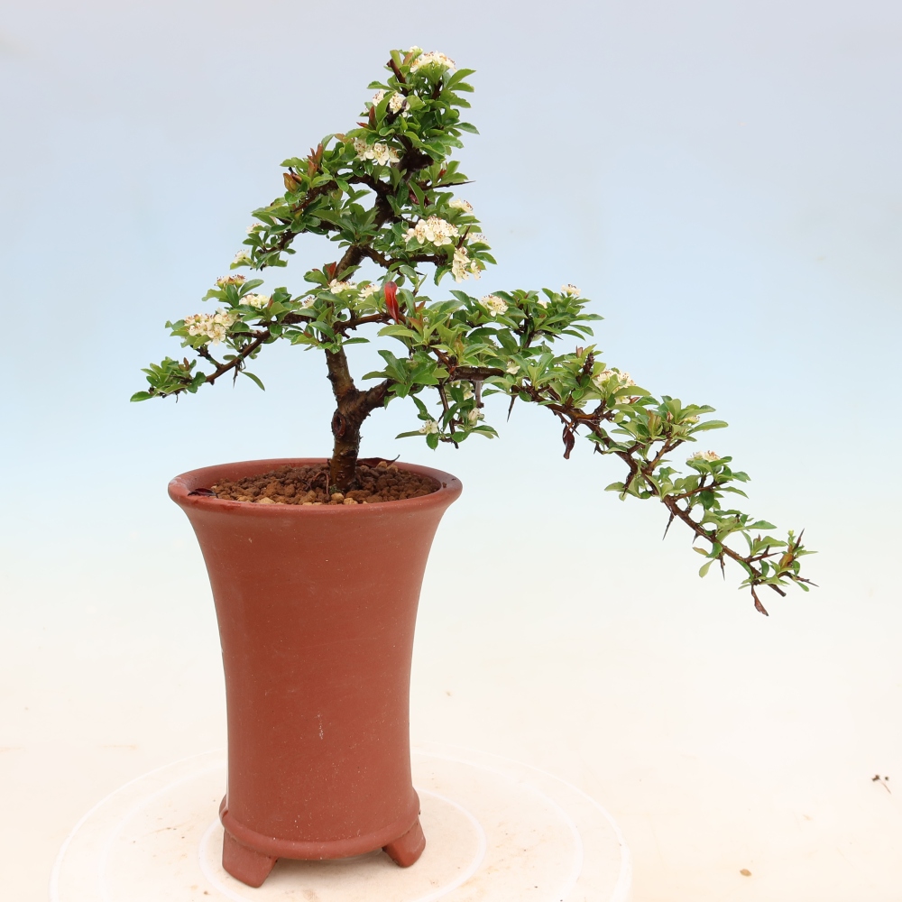 Bonsai da esterno - Pyracantha teton - Pyracantha scarlatta