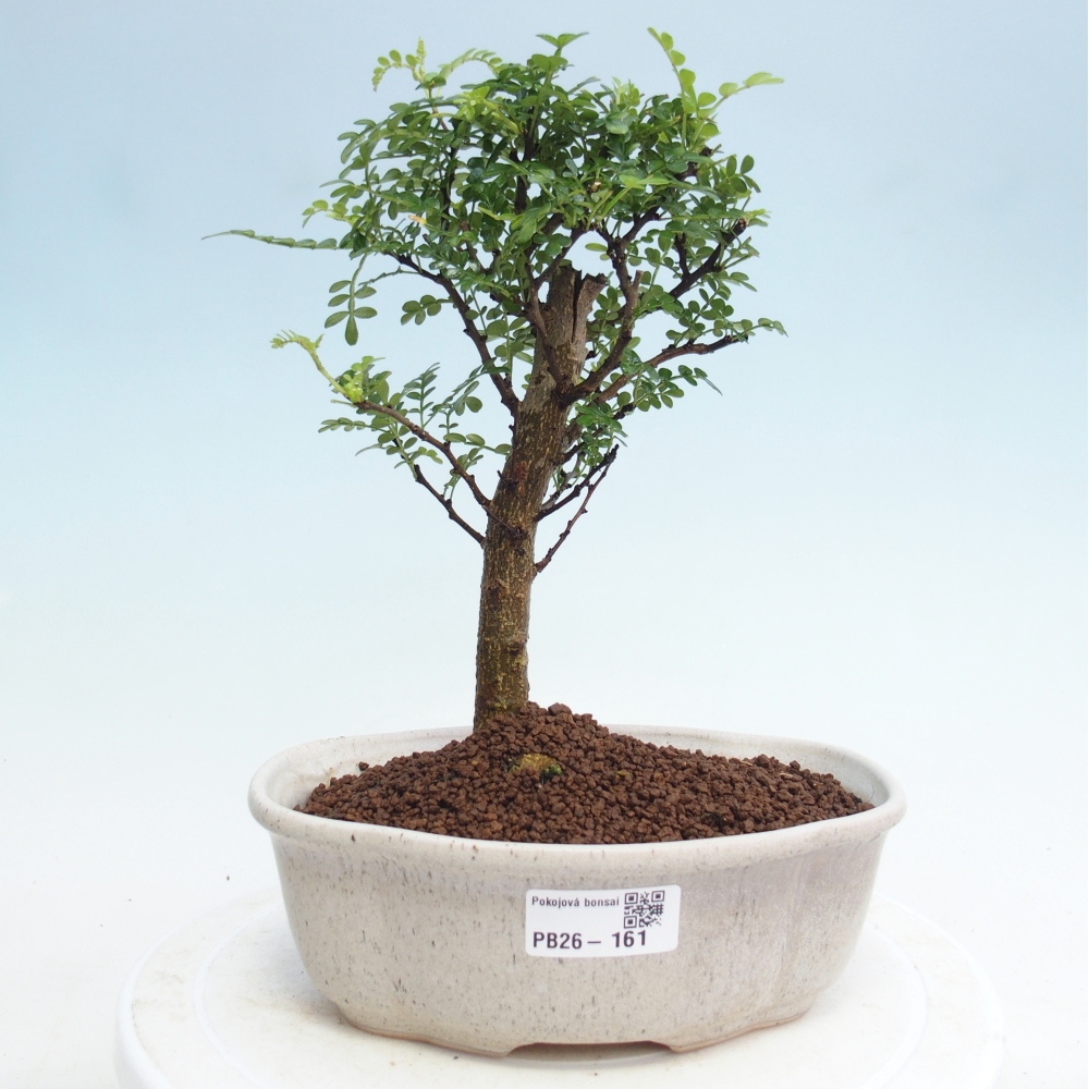 Camera bonsai - Zantoxylum piperitum - albero del pepe
