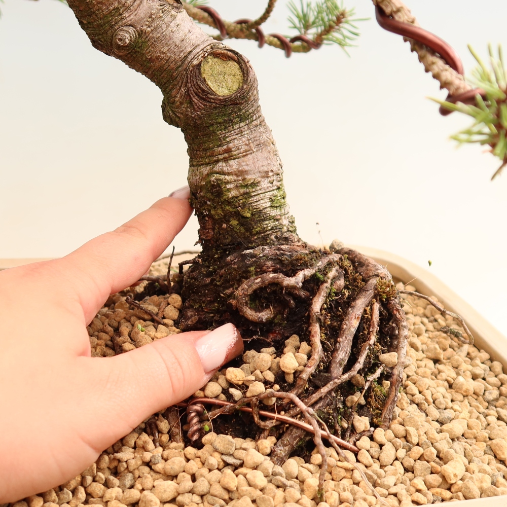 Bonsai da esterno - Pinus mugo Humpy  - Pino mugo