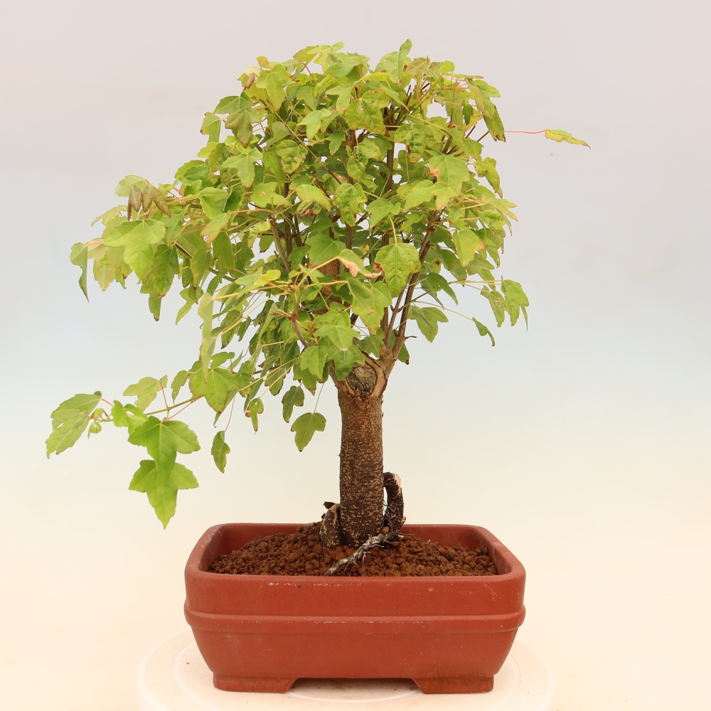 Bonsai da esterno - Acero Burger - Acer Burgerianum