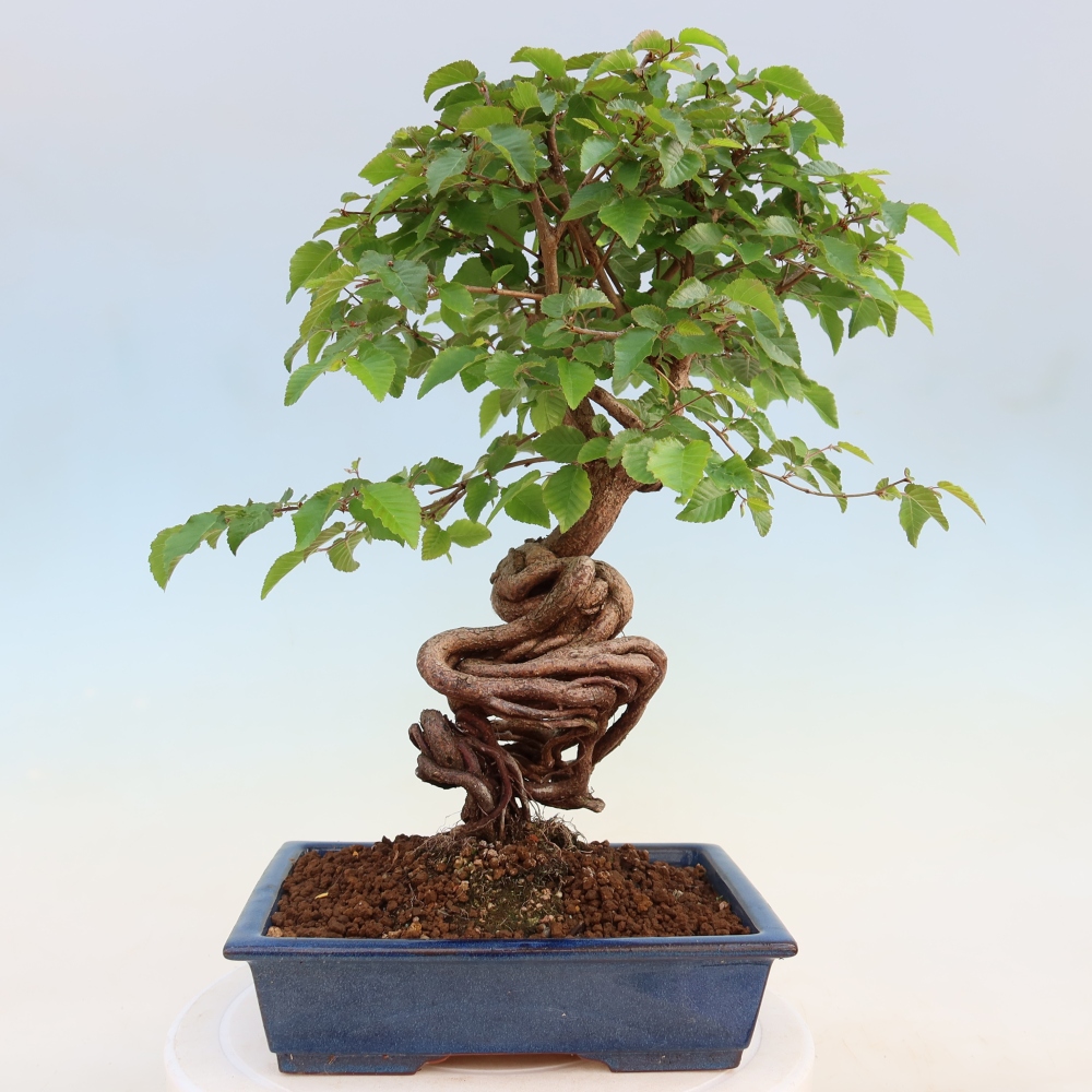 Bonsai da esterno -Carpinus Coreana - Carpino coreano