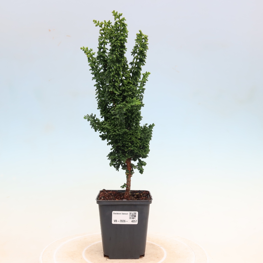 Bonsai da esterno - Cham. obtusa SEKKA HINOKI - Cipresso