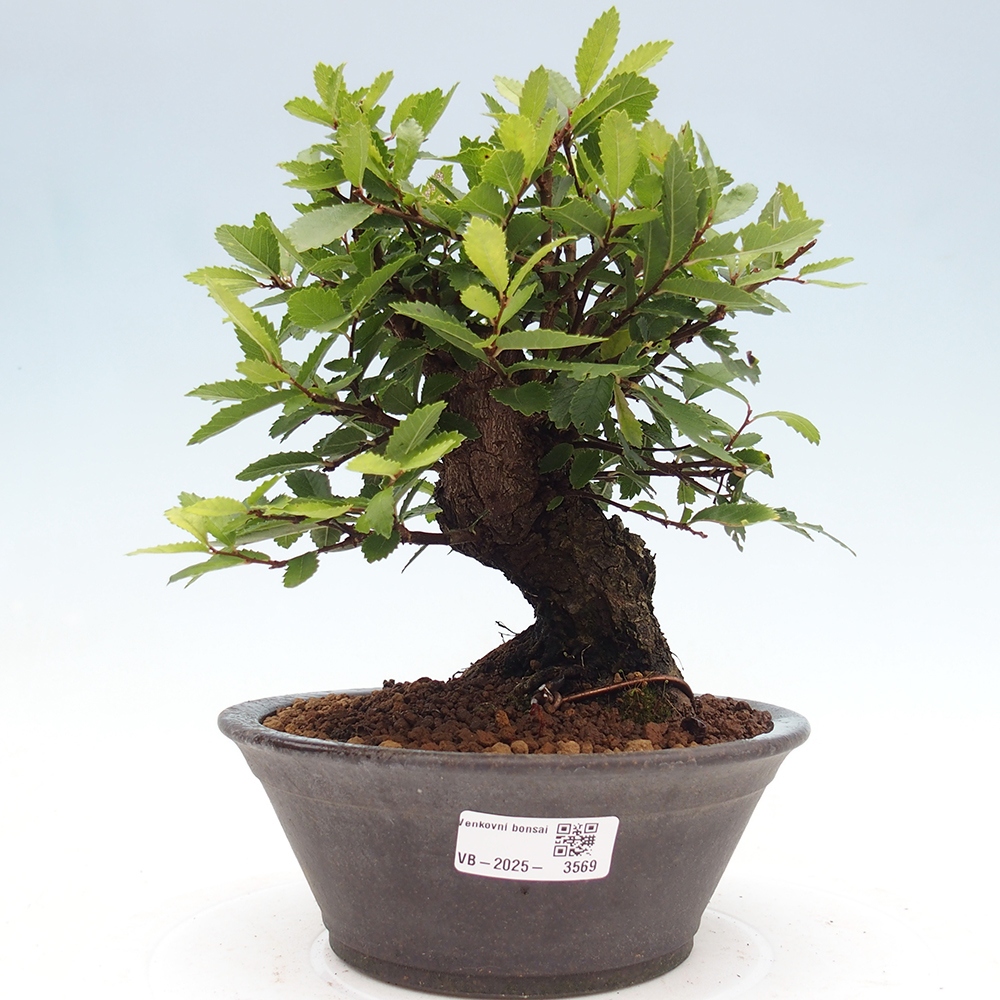 Bonsai da esterno - Zelkova - Zelkova NIRE
