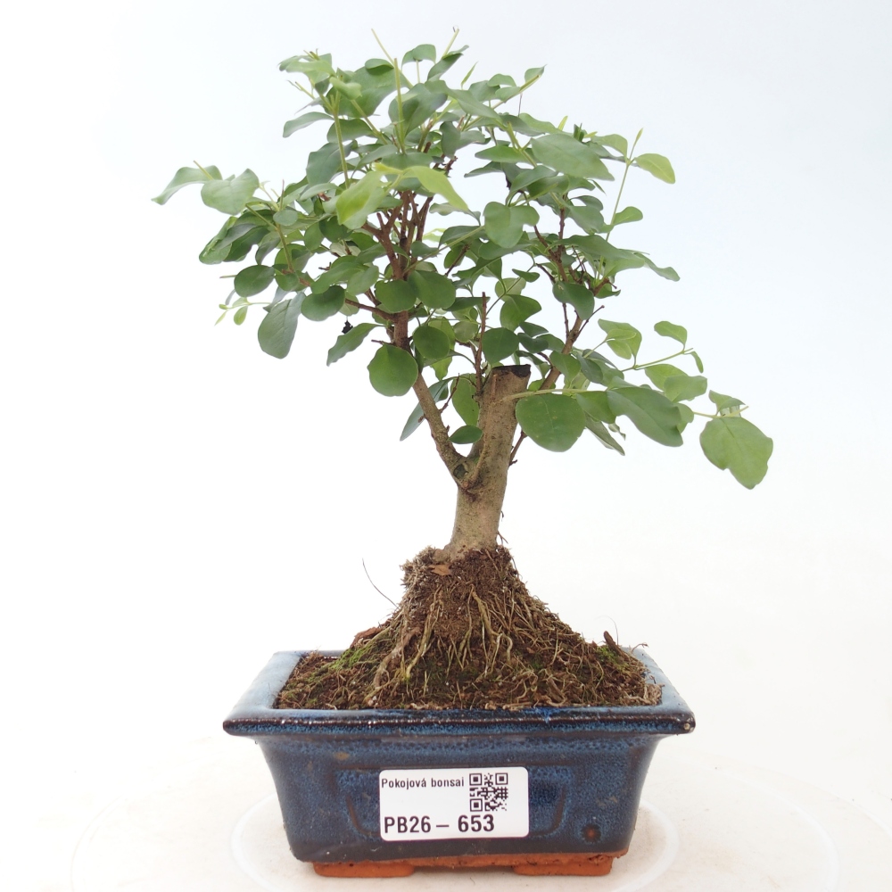 Camera bonsai -Ligustrum chinensis - Becco d'uccello