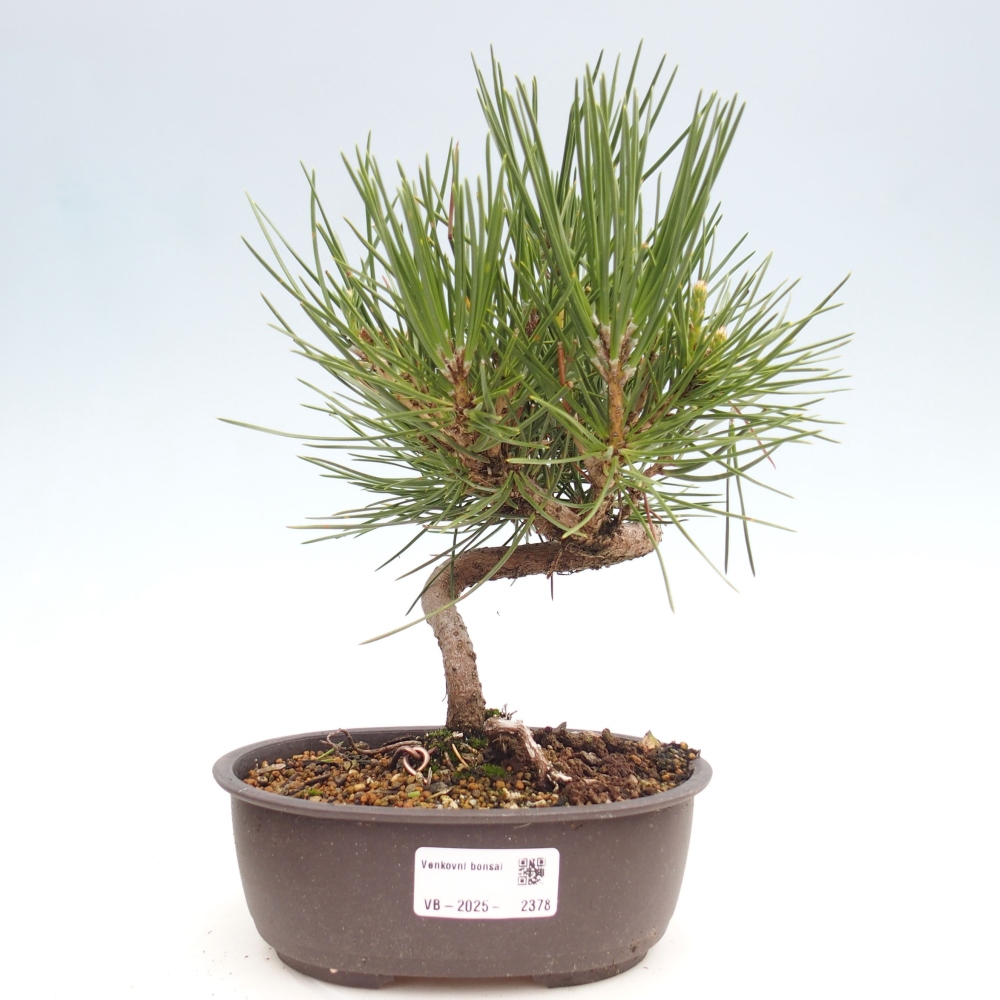 Bonsai da esterno - Pinus thunbergii - Pino di Thunberg