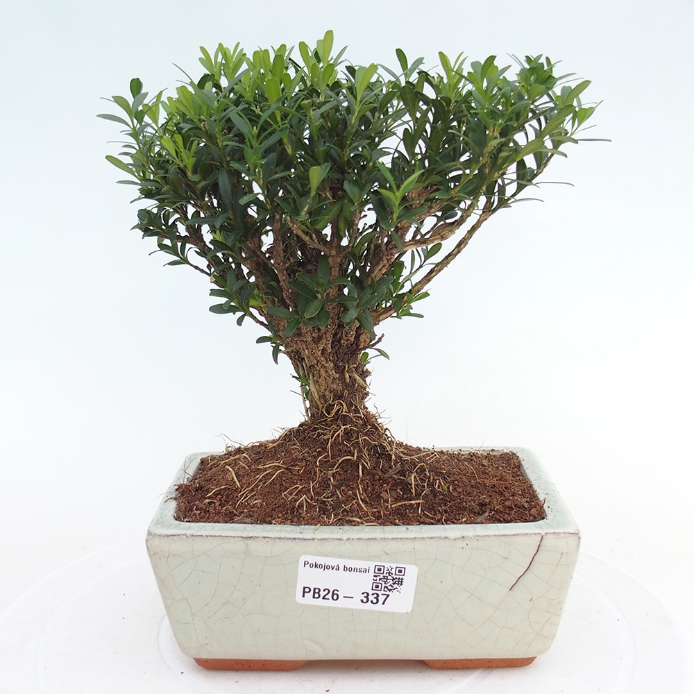 Camera bonsai - Buxus harlandii - buxus da sughero
