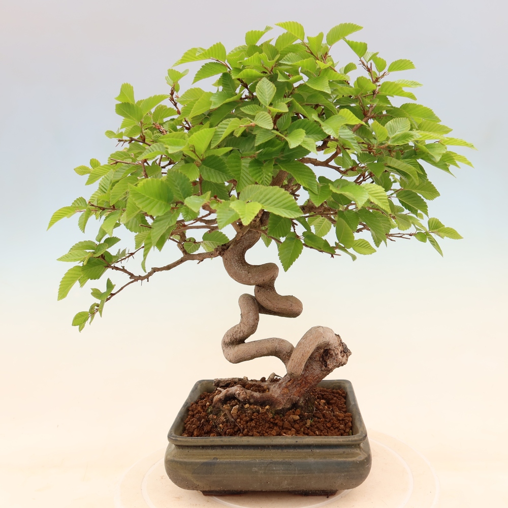 Bonsai da esterno -Carpinus Coreana - Carpino coreano