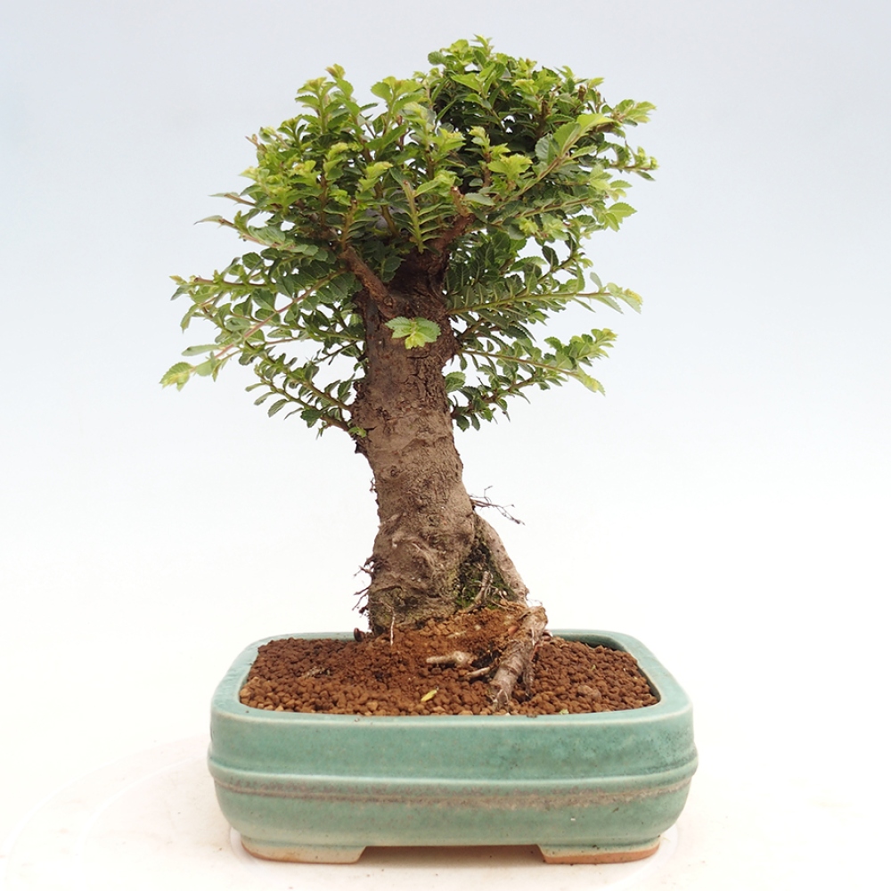 Bonsai da esterno - Ulmus parvifolia Hokkaido - Olmo cinese