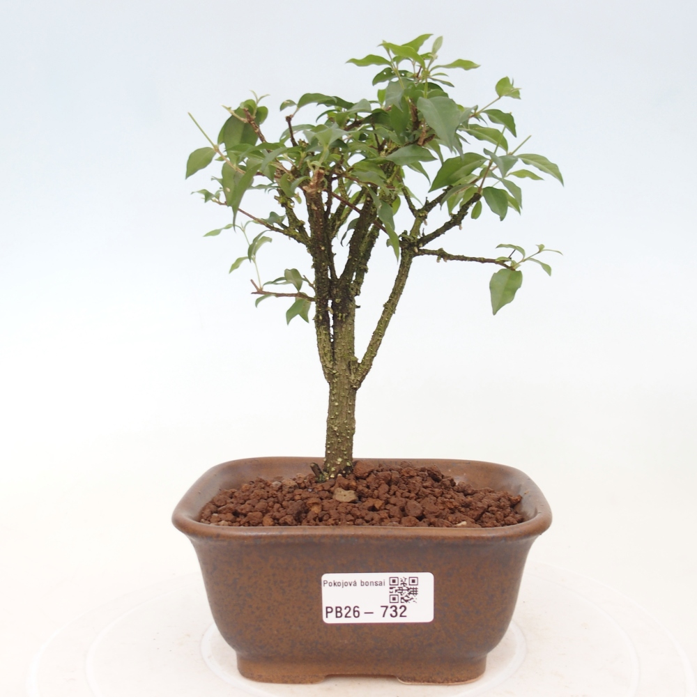 Camera bonsai - Malpighia coccigera- Ciliegio di Barbor