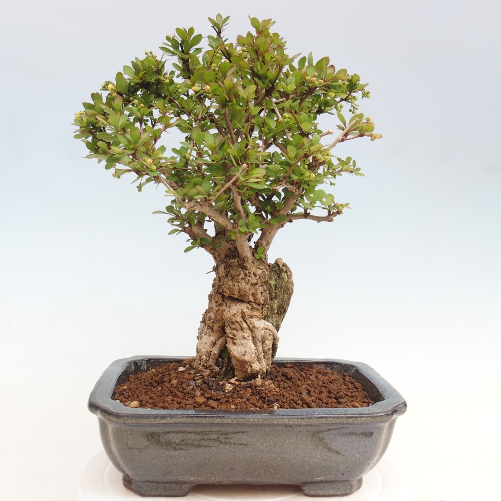 Bonsai da esterno - Berberis coreana