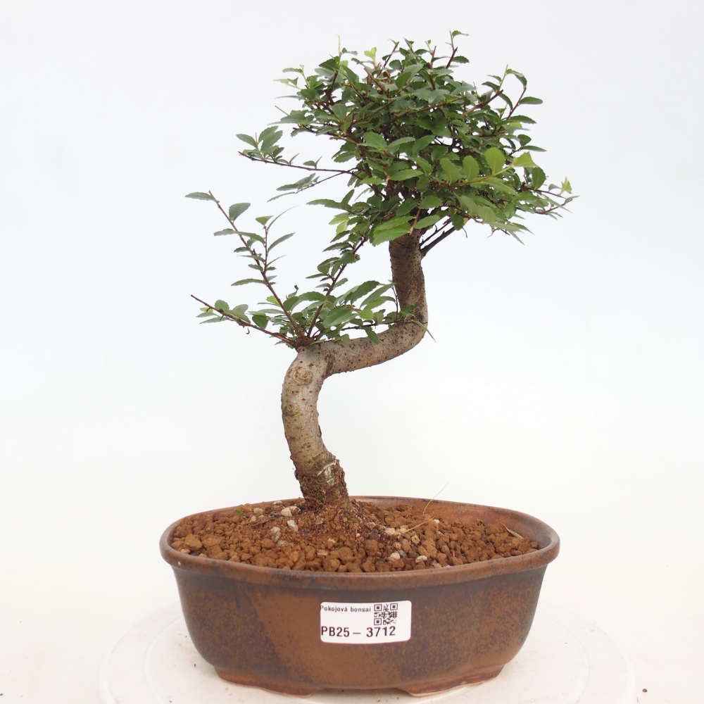 Camera bonsai - Ulmus parvifolia - Olmo a foglie piccole