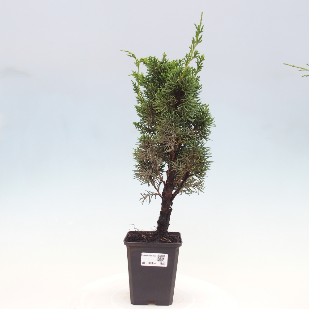 Bonsai da esterno - Juniperus chinensis Kishu