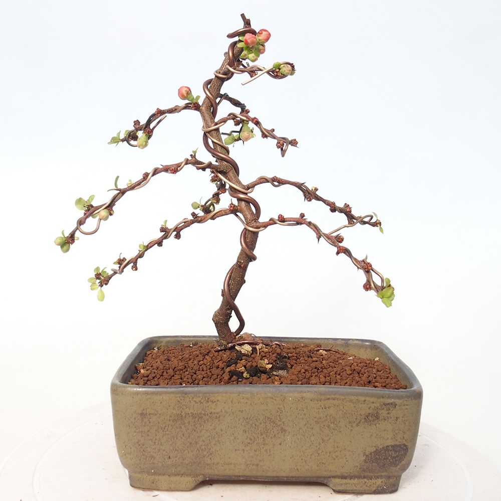 Bonsai da esterno - Chaneomeles s. Red Joy - Cotogno