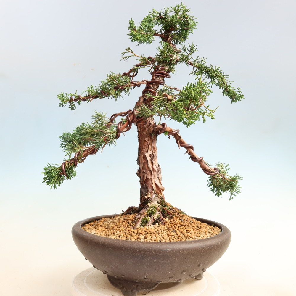 Bonsai da esterno - Juniperus chinensis Kishu