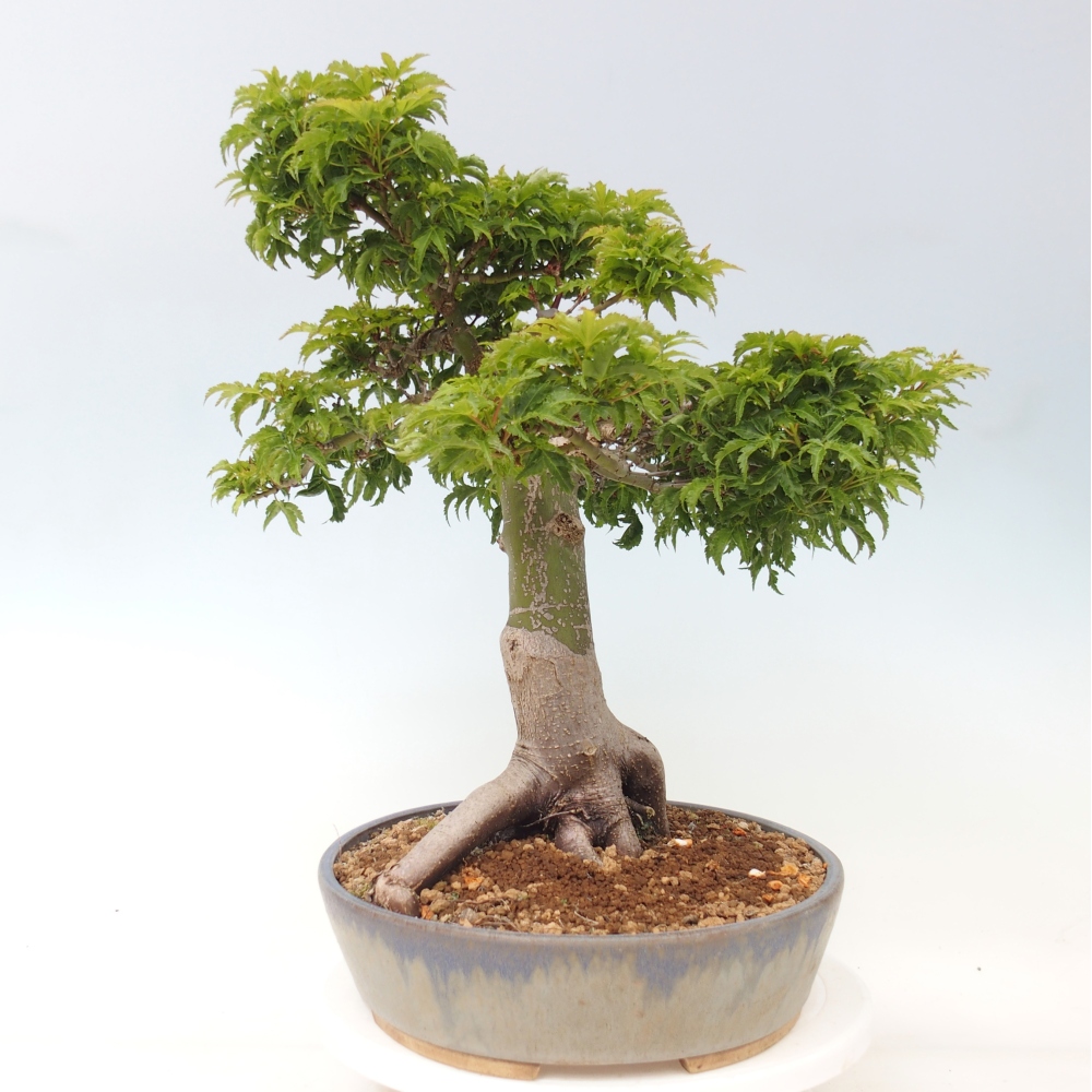 Bonsai da esterno -Palma di Giava Acer palmatum Shishigashira