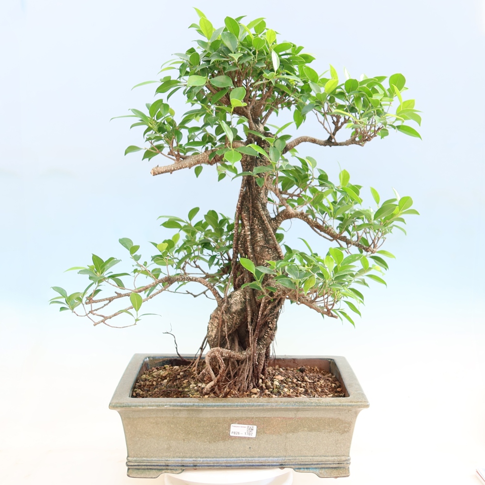 Camera bonsai - Ficus kimmen - ficus a foglie piccole
