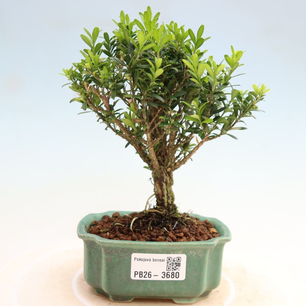 Camera bonsai - Buxus harlandii - buxus da sughero