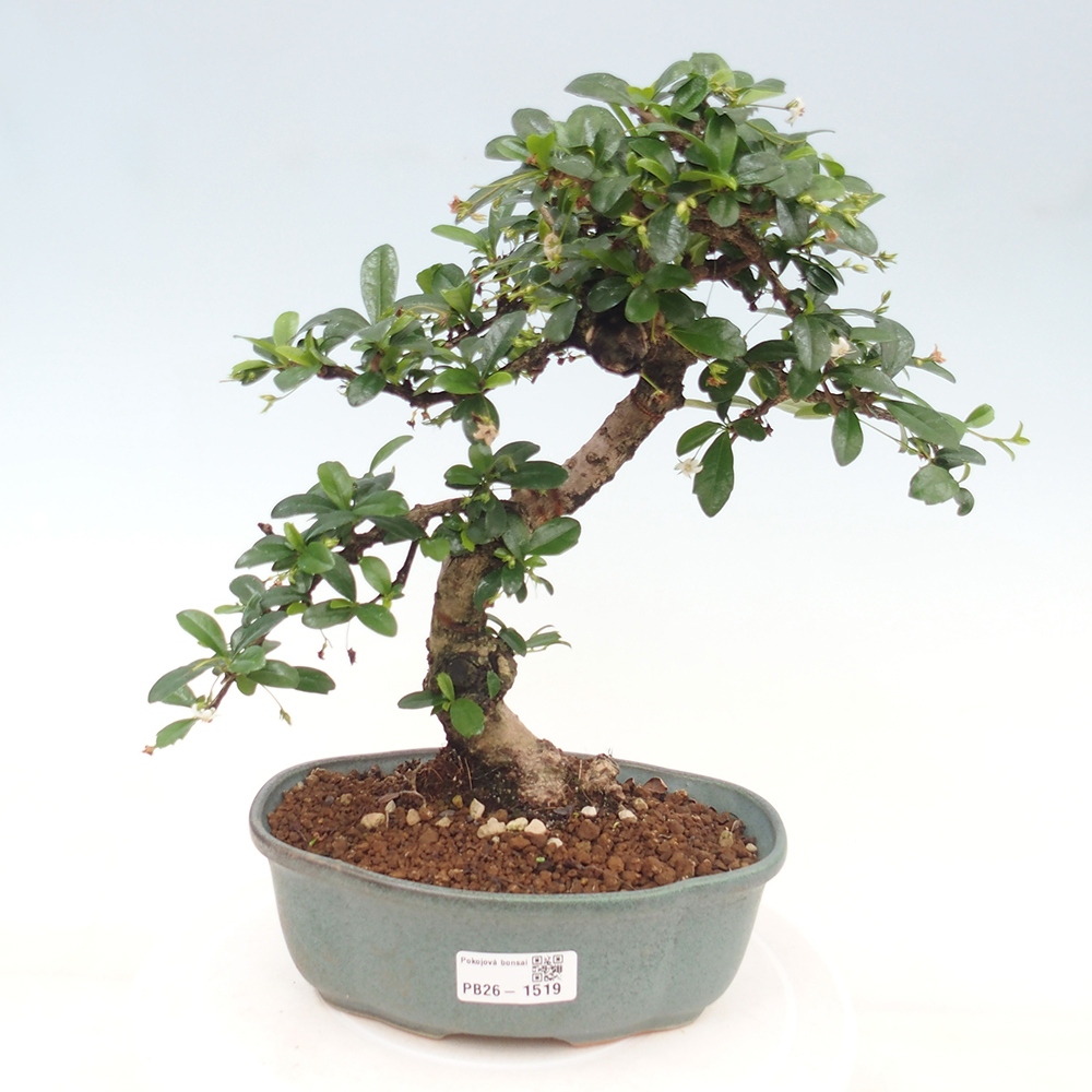 Camera bonsai - Carmona macrophylla - Tea fuki