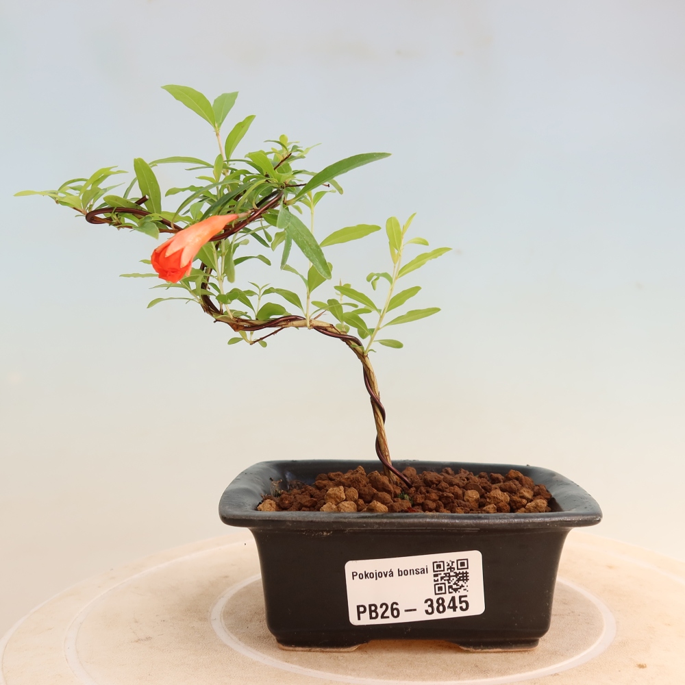 Camera bonsai-PUNICA granatum nana-Mela granata