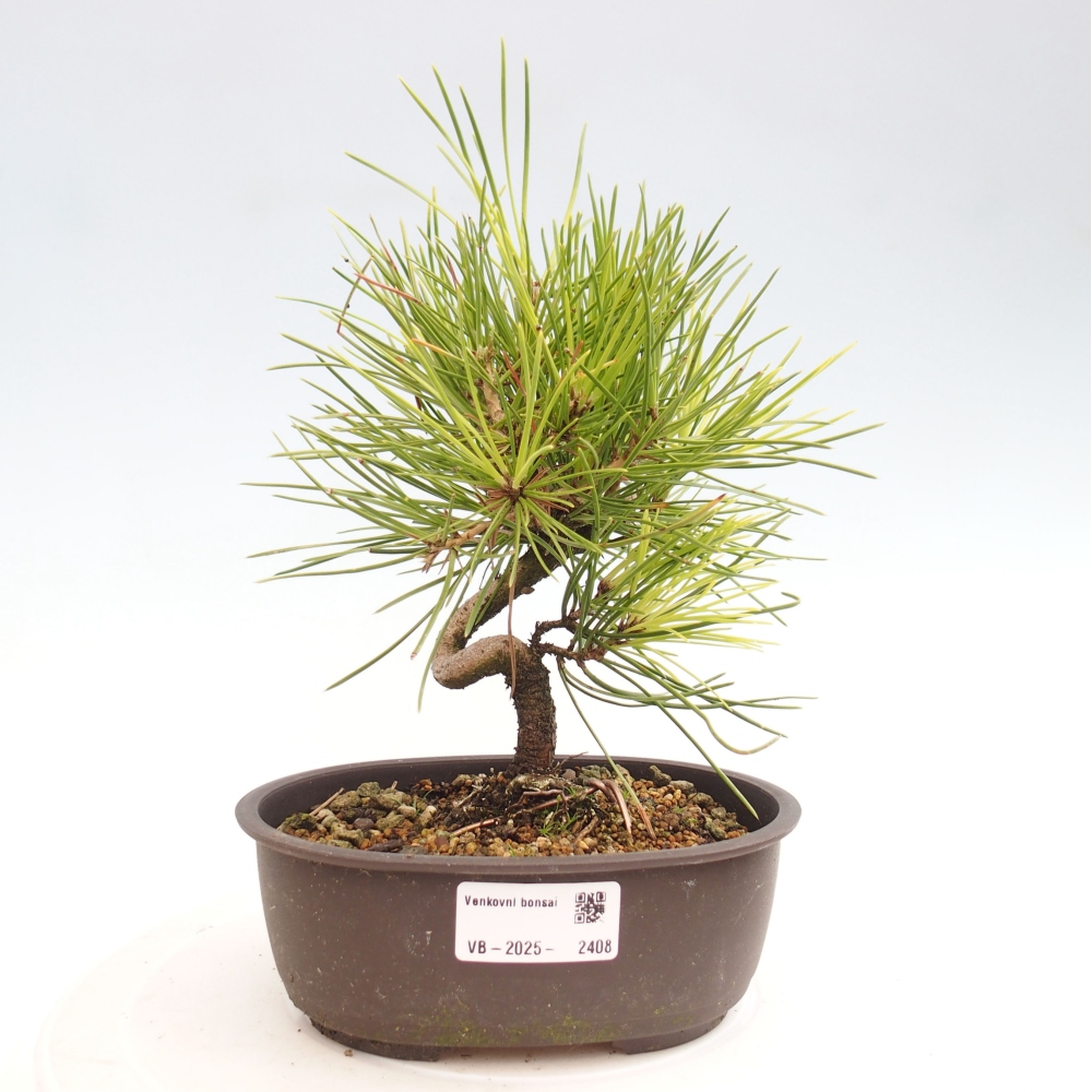 Bonsai da esterno - Pinus thunbergii - Pino di Thunberg