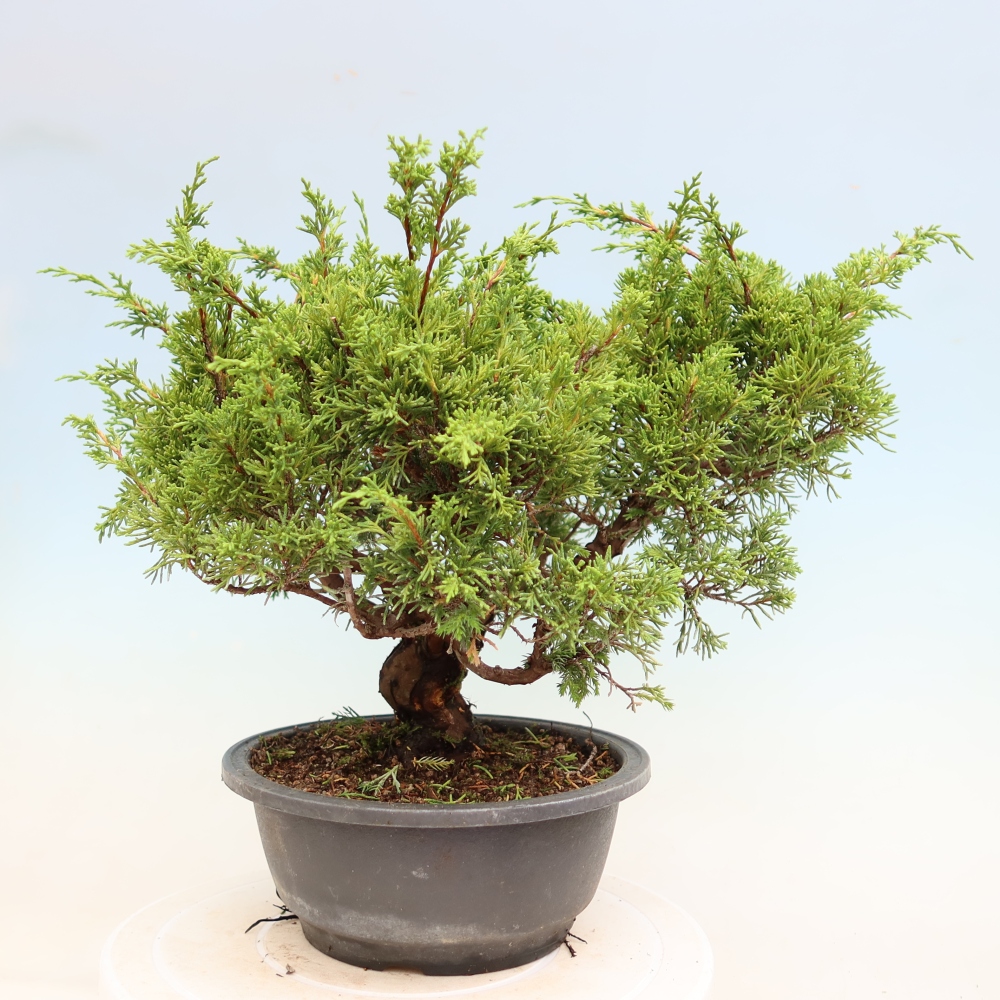 Bonsai da esterno - Juniperus chinensis Itoigawa-Juniperus chinensis