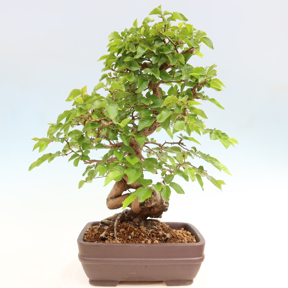 Bonsai da esterno -Carpinus Coreana - Carpino coreano