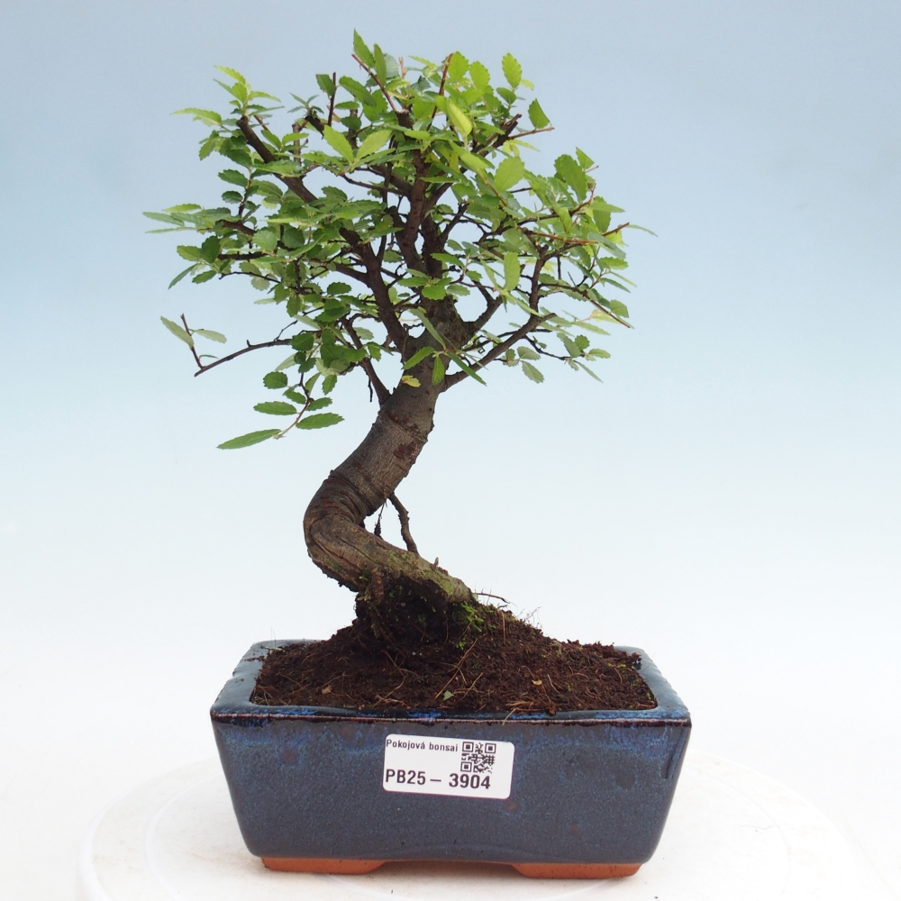 Camera bonsai - Ulmus parvifolia - Olmo a foglie piccole