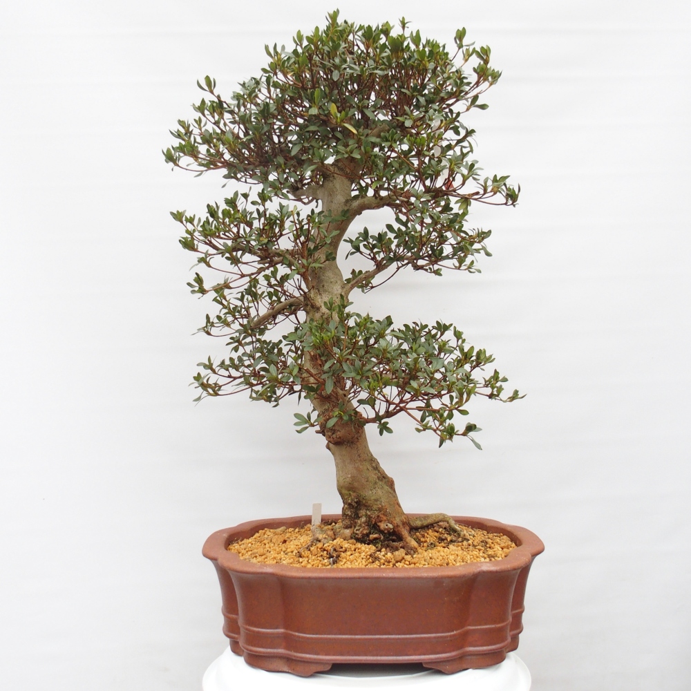 Bonsai da esterno - Azalea giapponese - Azalea Sansai