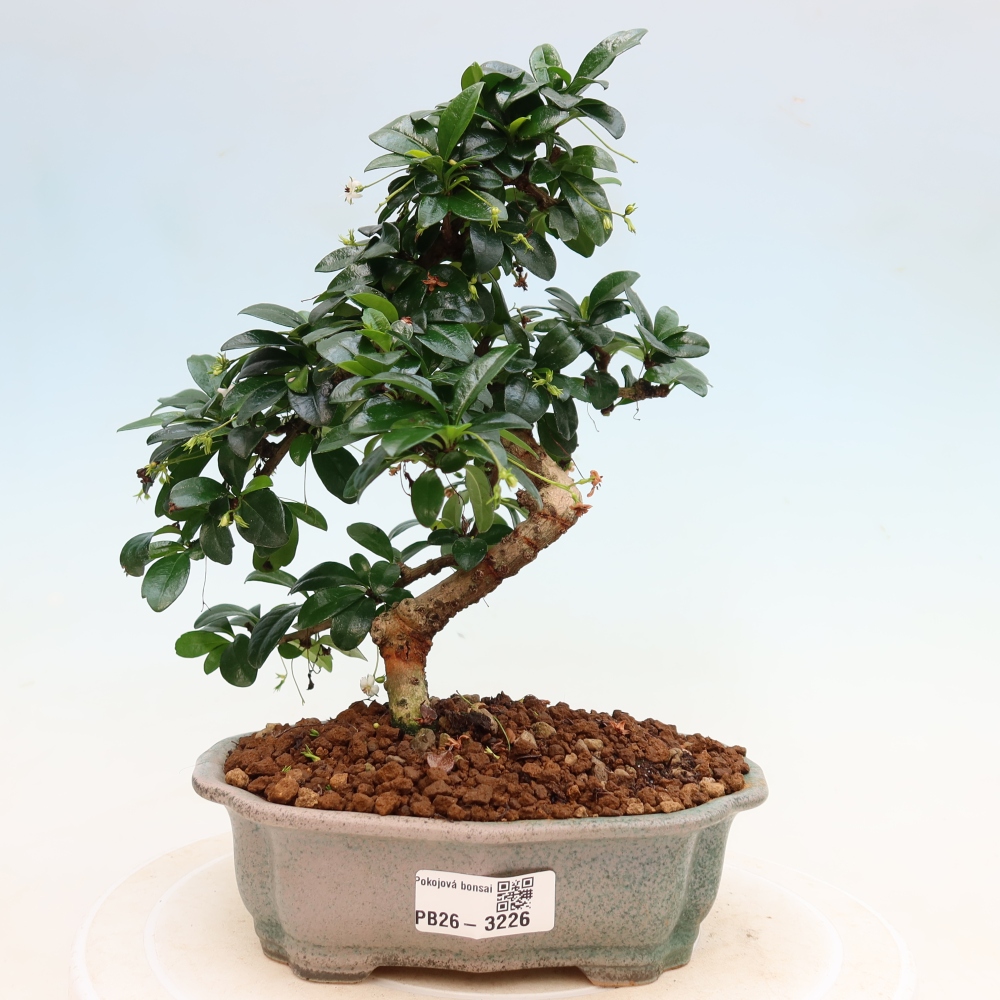 Camera bonsai - Carmona macrophylla - Tea fuki