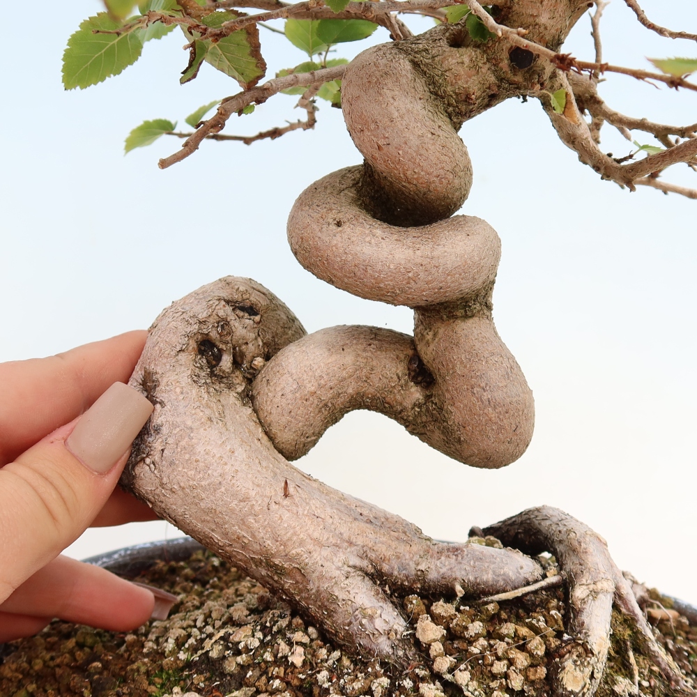 Bonsai da esterno -Carpinus CARPINOIDES - Carpino coreano